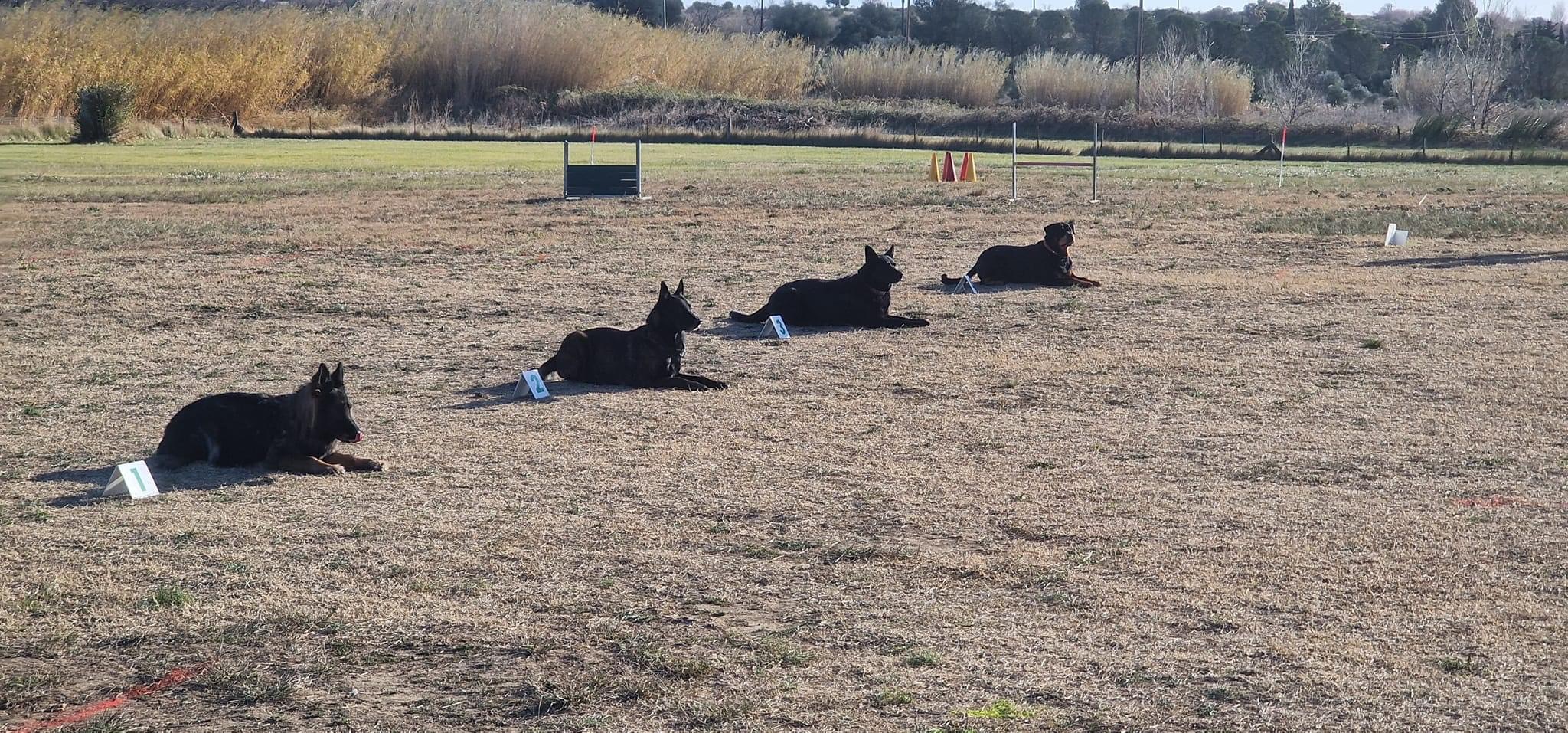 Sports canins compétitions dans les PO jusqu’à fin 2024